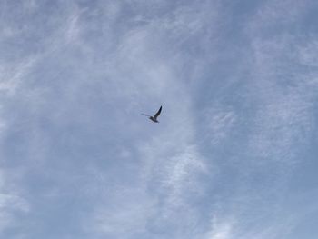 Low angle view of bird flying