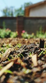 Close-up of plant growing on field