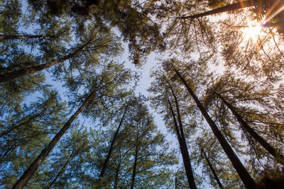 Low angle view of trees in forest