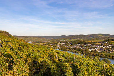 Panoramic view of the moselle valley with the wine village brauneberg in the background