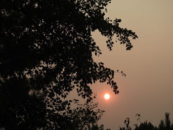 Low angle view of silhouette tree against sky during sunset