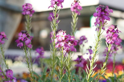 Close-up of pink flowering plants