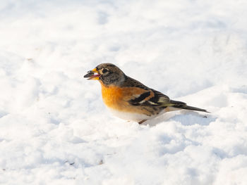 Close-up of bird perching on snow