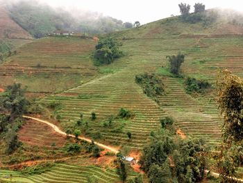 High angle view of agricultural field
