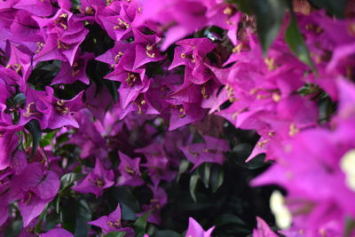 Close-up of purple flowers