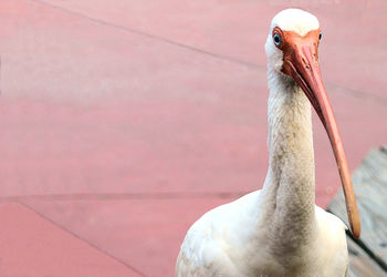 Close-up of pelican