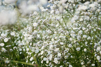 Close-up of white flowers on tree