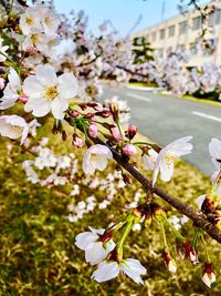 Close-up of white cherry blossom tree