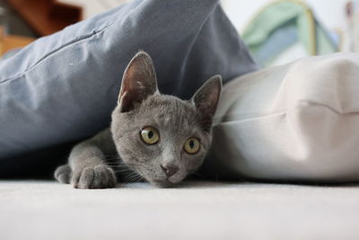 Close-up of cat