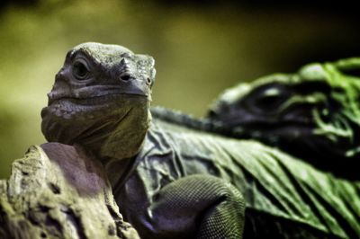 Close-up of lizard