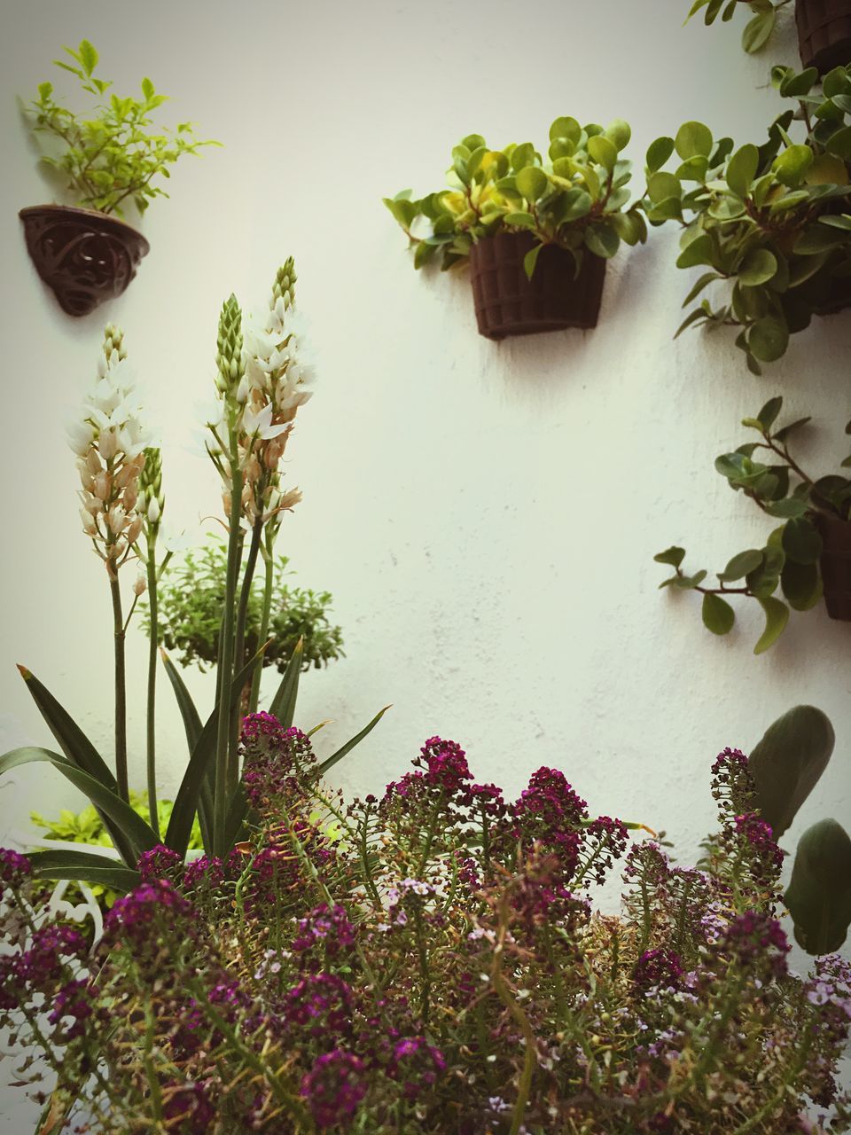 leaf, growth, plant, potted plant, green color, low angle view, flower, tree, built structure, wall - building feature, freshness, nature, architecture, growing, no people, day, beauty in nature, indoors, high angle view, flower pot