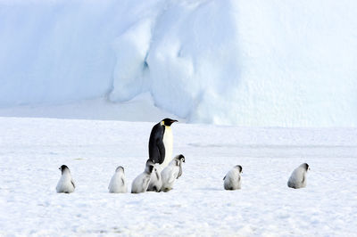 Flock of birds on frozen landscape during winter