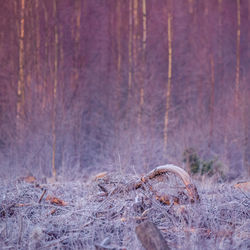 A beautiful early winter landscape of a small forest clearing during the sunrise. 