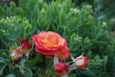 Close-up of rose roses