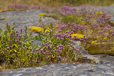 Purple flowering plants on field