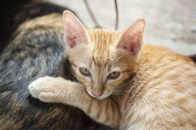 Close-up portrait of a cat resting