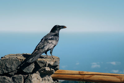 Bird perching on rock against sky