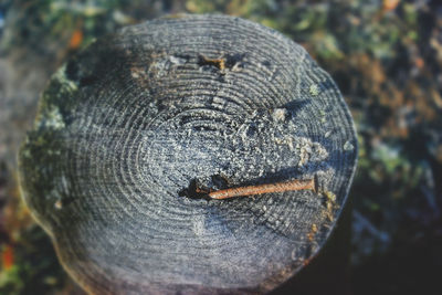 Close-up of insect on tree stump