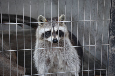 Close-up of cat in cage