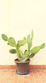 Close-up of potted plant