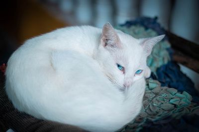 Close-up of a cat resting