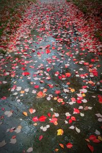 Autumn leaves fallen on field