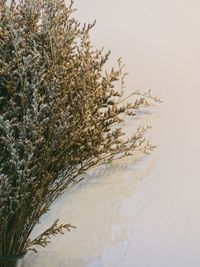 High angle view of trees on beach against sky