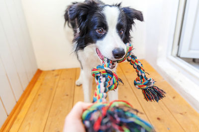 Funny portrait of cute smiling puppy dog border collie holding colourful rope toy in mouth