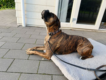 Dog sitting on footpath