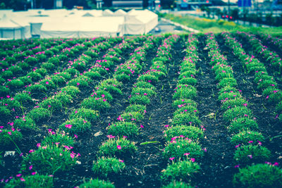 Plants growing in farm