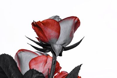 Close-up of red flower against white background