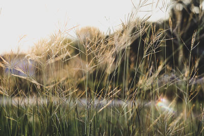 Close-up of wheat growing on field against sky