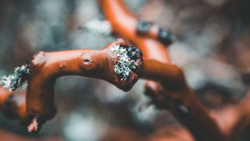 Close-up of rusty metal