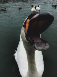 Close-up of swan swimming in lake