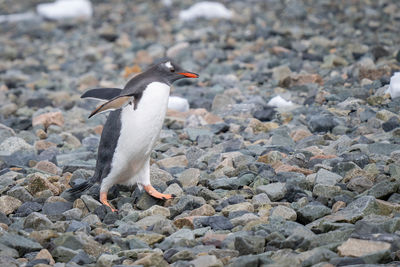 Gentoo penguin crossing shingle beach in sunshine