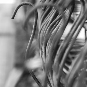 Close-up of plant against blurred background