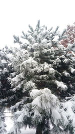 Snow covered pine tree against sky