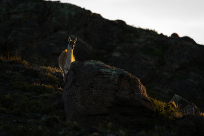 Close-up of bird perching on rock