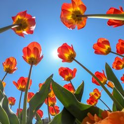 Low angle view of flowering plants against sky