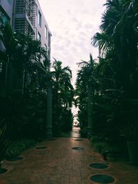 Palm trees amidst plants