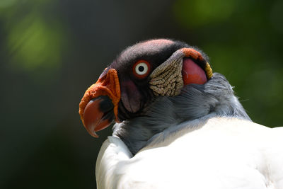 Close-up of king vulture outdoors