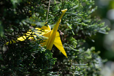 Close-up of yellow flowering plant