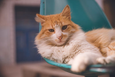 Close-up of a cat looking away