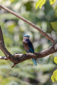 Close-up of bird perching on branch