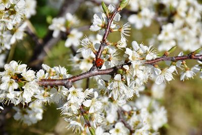 Close-up of insect on cherry blossom