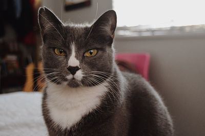 Close-up portrait of cat at home