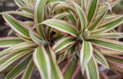 Closeup of brazil pineapple plant in botanic garden