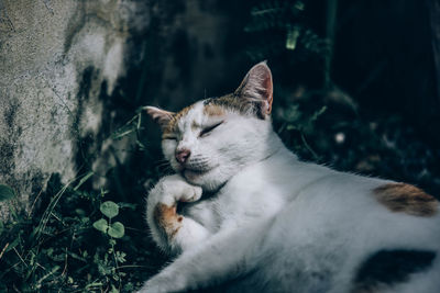 Close-up of a cat with eyes closed