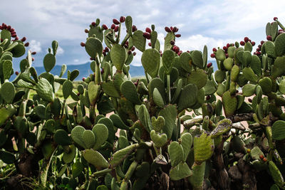 Close-up of succulent plant on field against sky