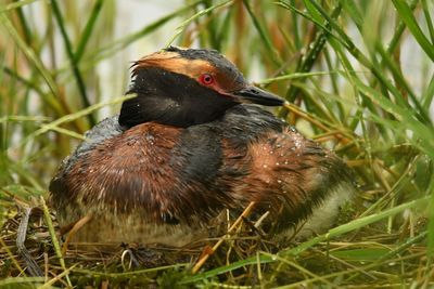 Close-up of bird perching on grass